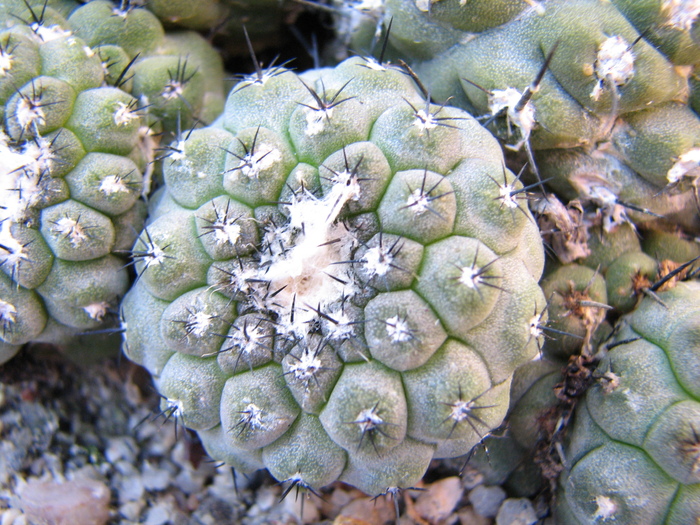 IMG_0063 - Copiapoa hypogaea