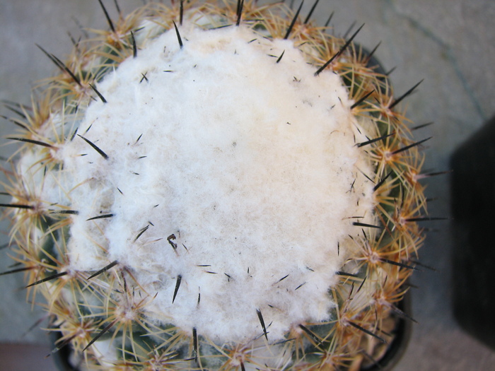 Plant 1 - elephantides or cornifera - Coryphantha