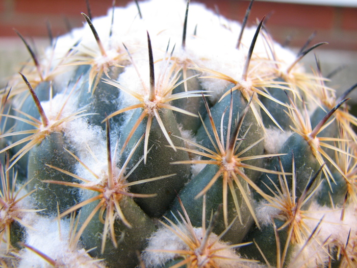 Plant 1 - elephantides or cornifera - Coryphantha