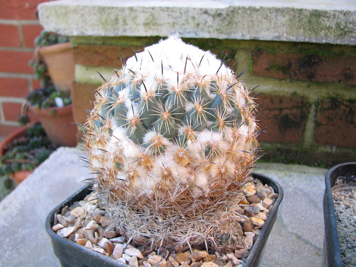 Plant 1 - elephantides or cornifera - Coryphantha