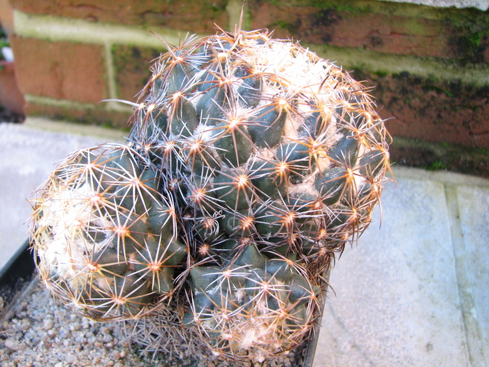 Plant 2 - Coryphantha