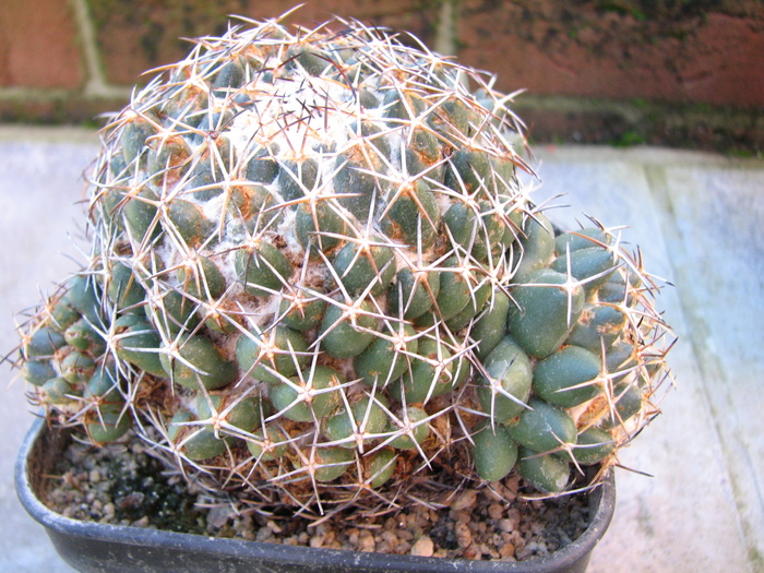 Plant 3 - Coryphantha