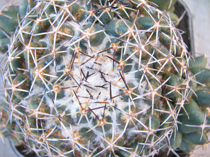 Plant 3 - Coryphantha