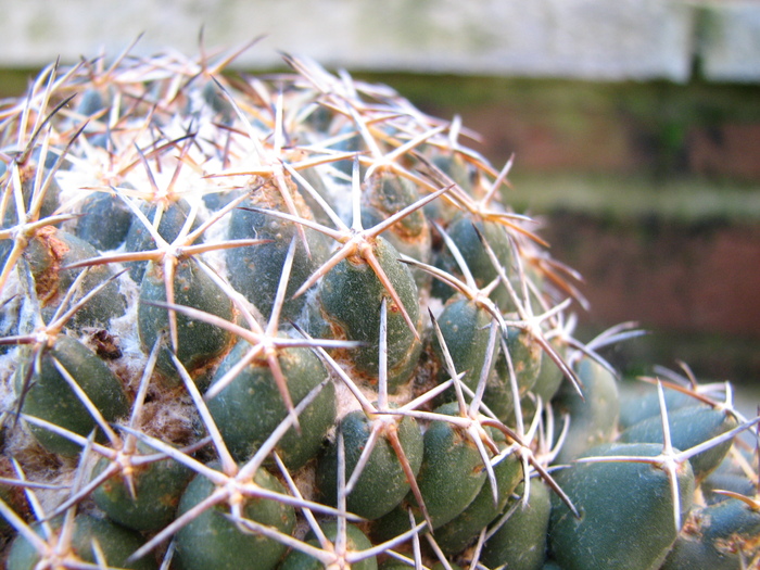 Plant 3 - Coryphantha