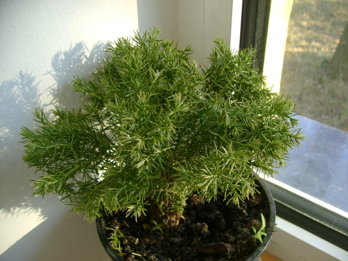 conifer pitic - florile mele