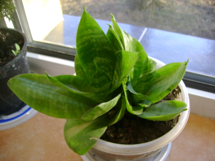 DSC00474 - florile mele