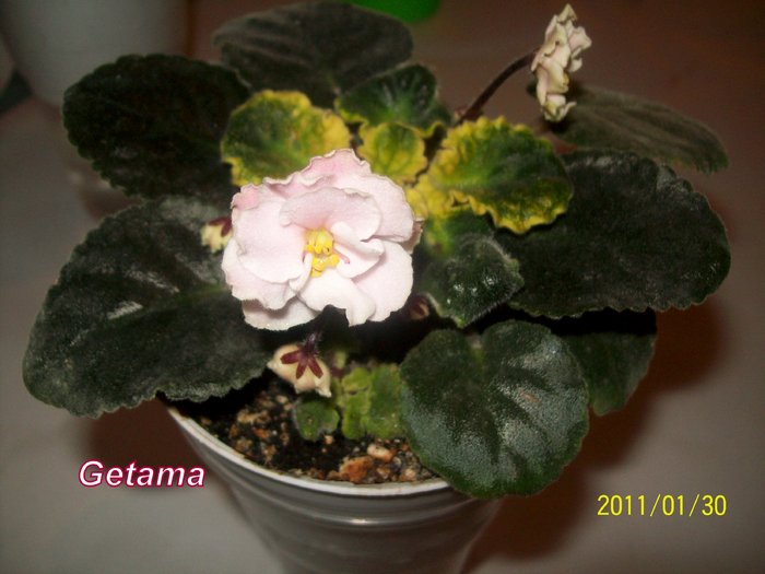 Cabbage Patch 1 - AFRICAN VIOLETS