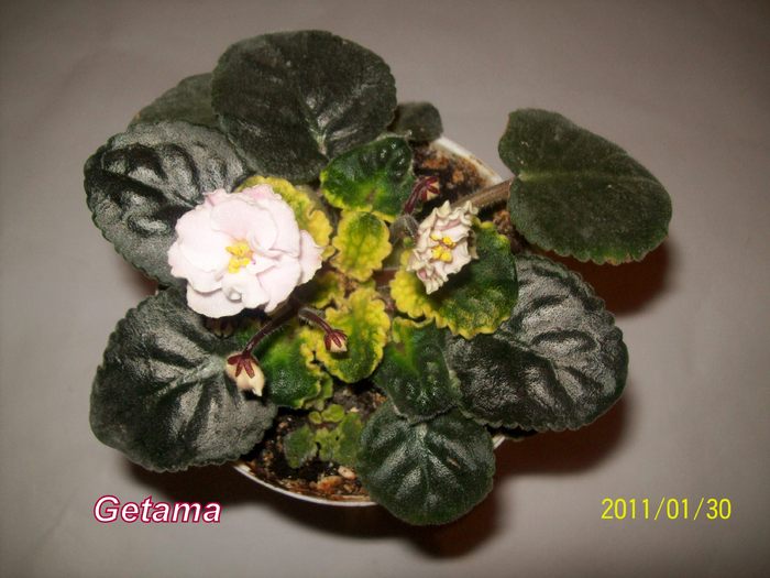 Cabbage Patch 2 - AFRICAN VIOLETS