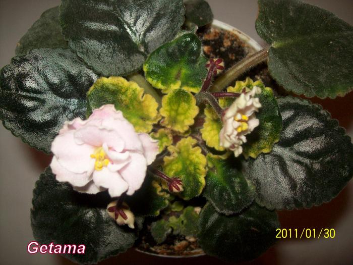 Cabbage Patch 3 - AFRICAN VIOLETS