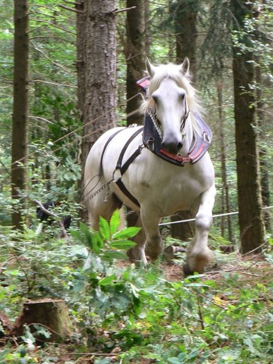 001-222montagny - CAI percheron