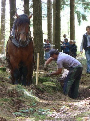 005-555montagny.JPG.medium - CAI percheron