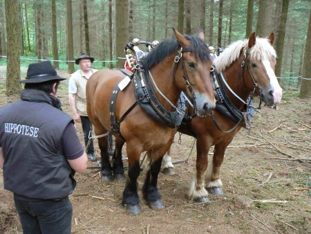 034-353535montagny.JPG.medium - CAI percheron