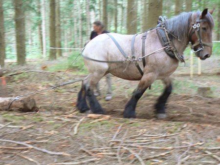 049-505050montagny.JPG.medium - CAI percheron