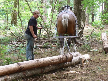 072-debard-juin-2009-montagny-conq-Ricard-Leo.JPG.medium