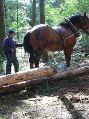 073-debard-juin-2009-montagny-conq-Ricard-Leo-2.JPG.medium