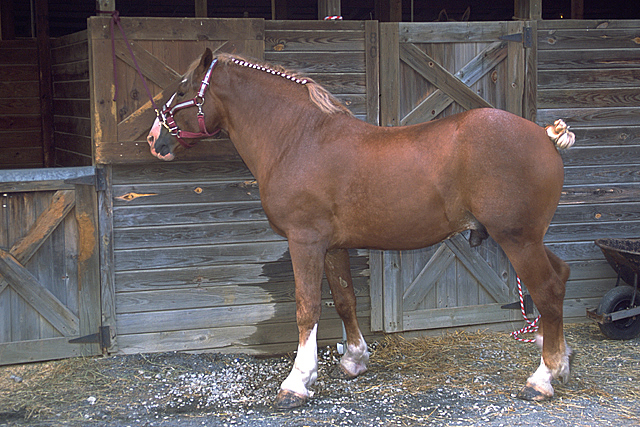 BelgianDraftHorse - CAI percheron