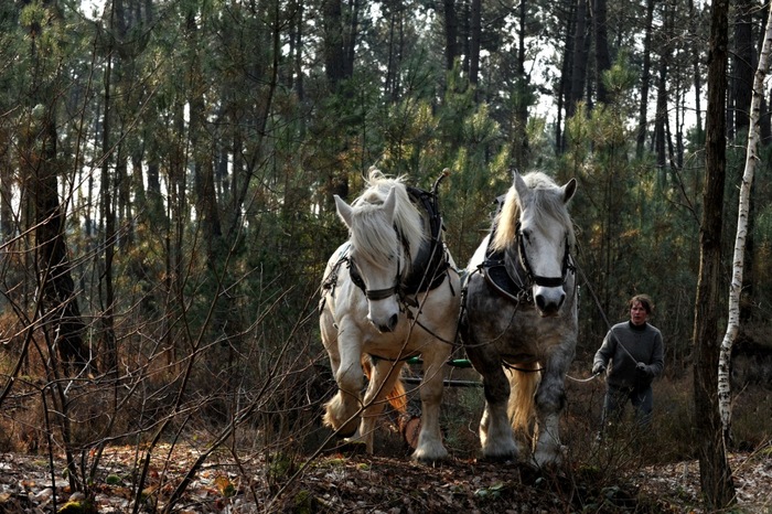 christinesalle - CAI percheron