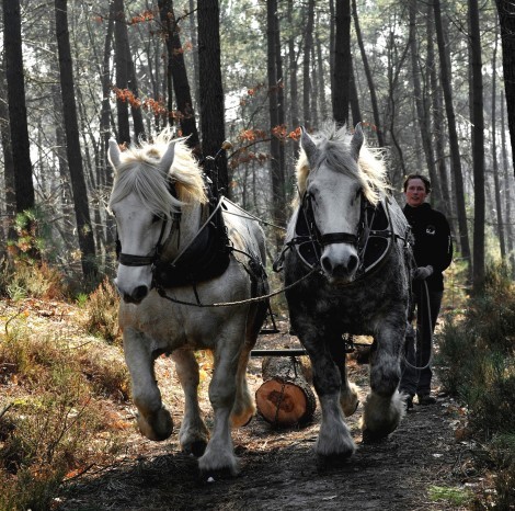 fete-du-cheval-470x466