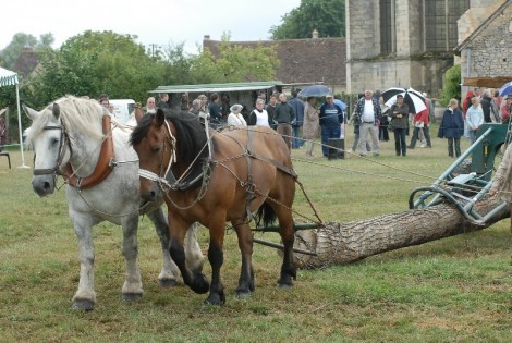 LUC_0065-470x315 - CAI percheron