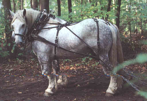 percheron - CAI percheron