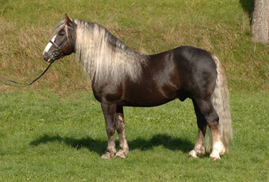 SchwarwaelderMaximusHLGMarbach - CAI percheron