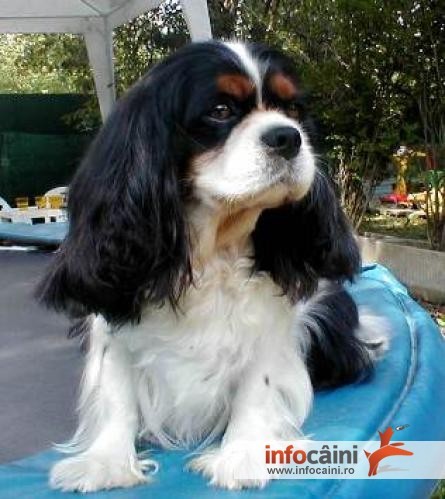 cavalier spaniol