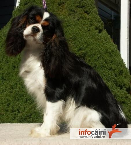  - cavalier spaniol