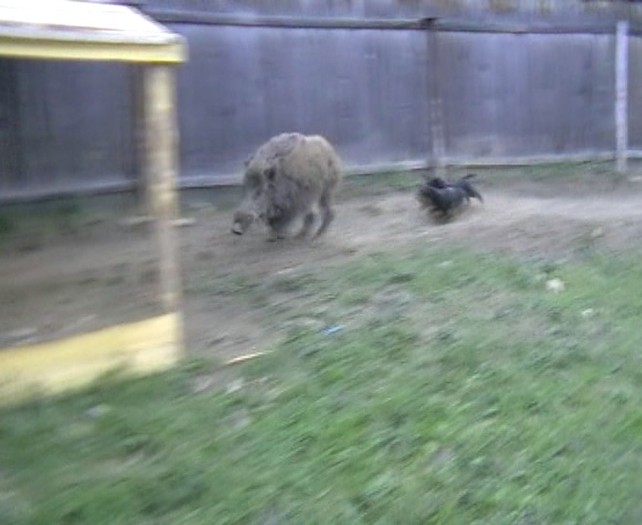 Babolnai Rozsaerdei Vadasz Bessi