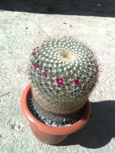 Mammillaria hahniana 2010