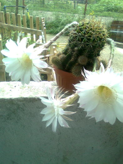 echinopsis obrepanda 2010