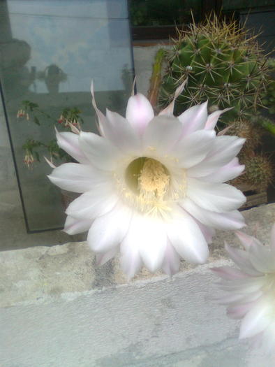 echinopsis obrepanda 2010