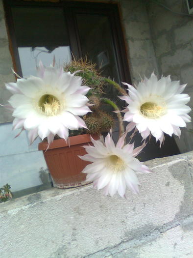 echinopsis obrepanda