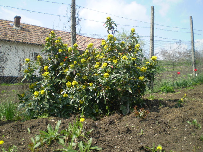 Mahon aprilie 2010 - Flori de gradina