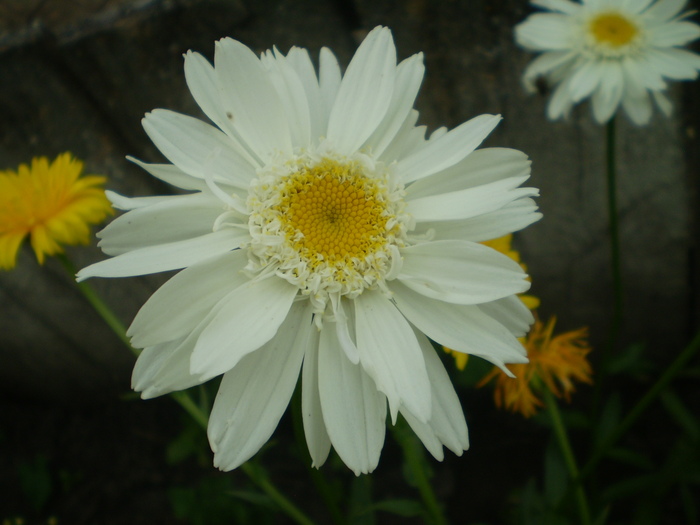 Margareta - Flori de gradina