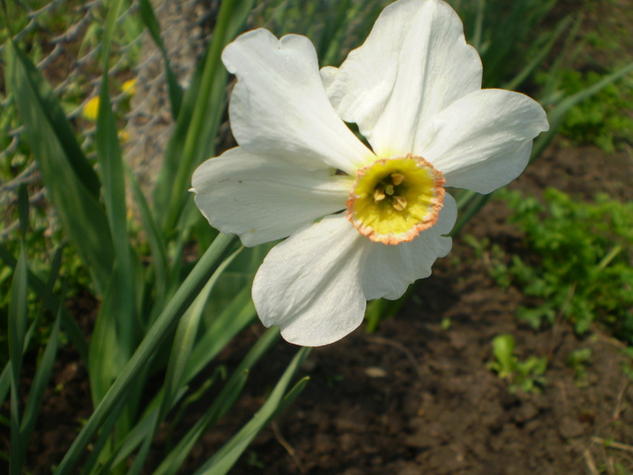 Narcisa - Flori de gradina