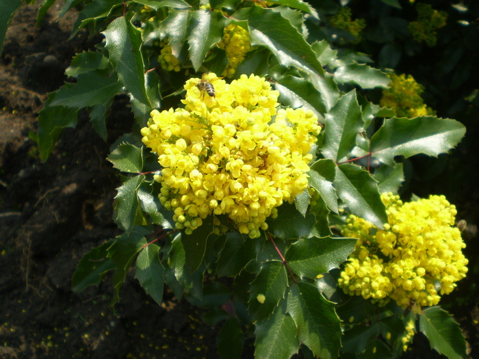 Mahon - Flori de gradina