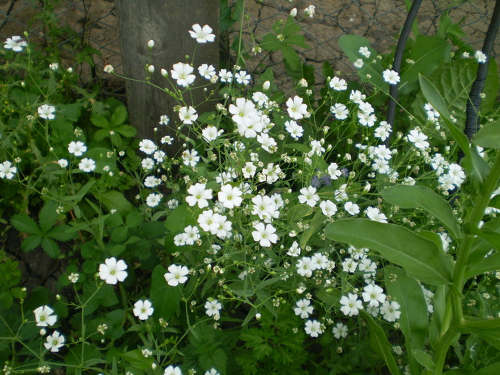 Floarea miresei - Flori de gradina