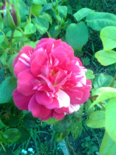 Trandafir copacel Roza Mundi cred - Trandafiri 2010
