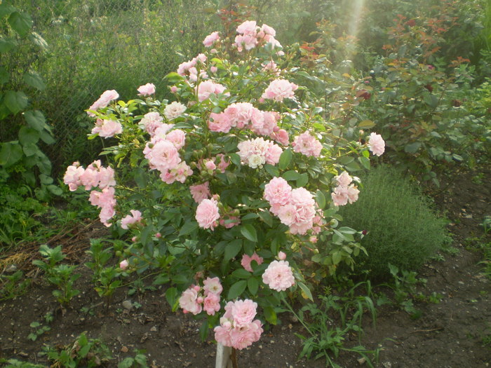 Trandafir copacel roz - Trandafiri 2010