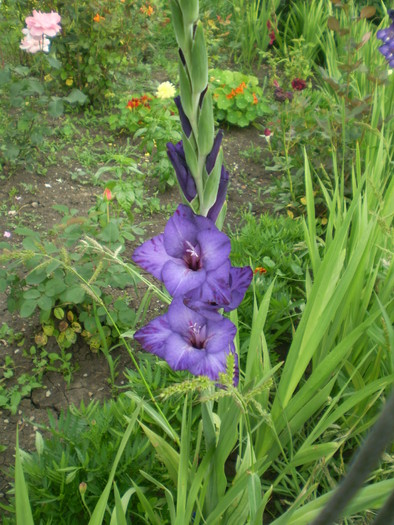 P1010015.1 - Gladiole 2010