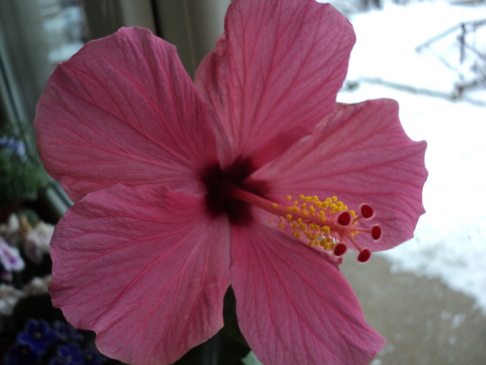 DSC01093 - Hibiscus