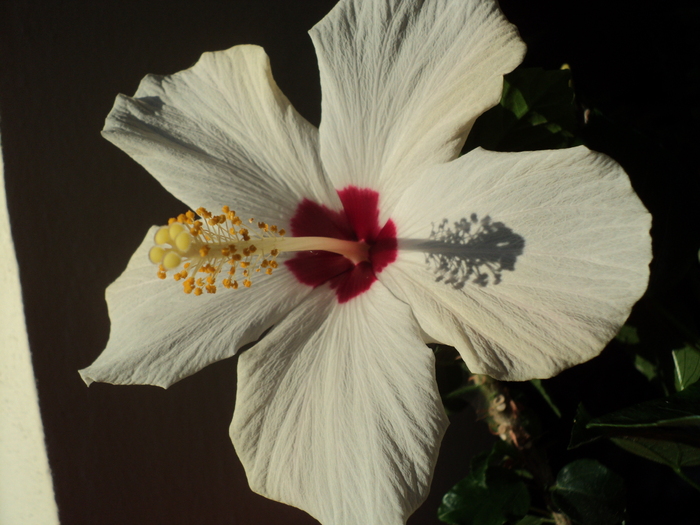 DSC00927 - Hibiscus