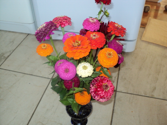 DSC00279 - Flori in vaza