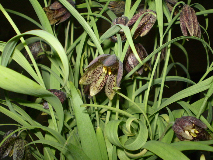 Lalea de padure 2010