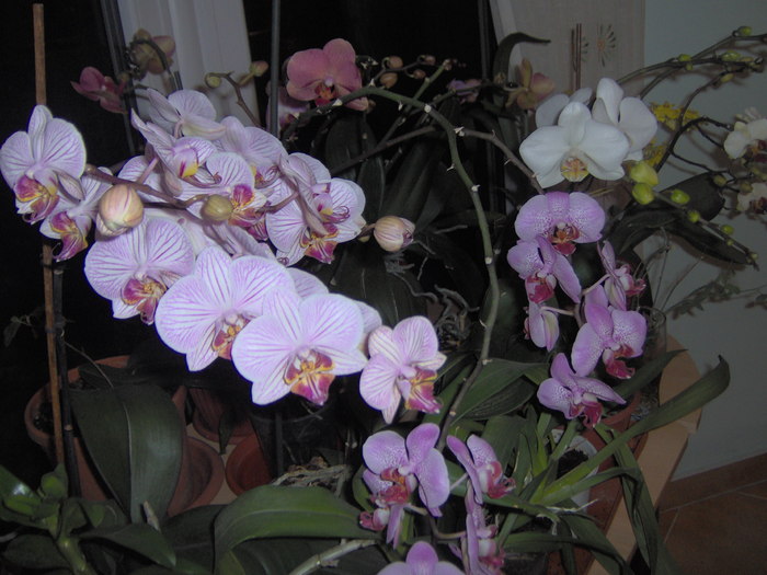 08.02.2011 027 - orhidee februarie 2011