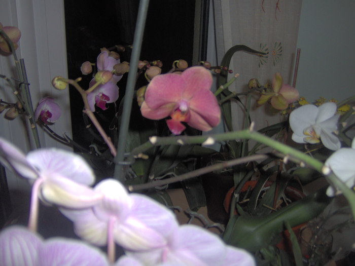 08.02.2011 029 - orhidee februarie 2011