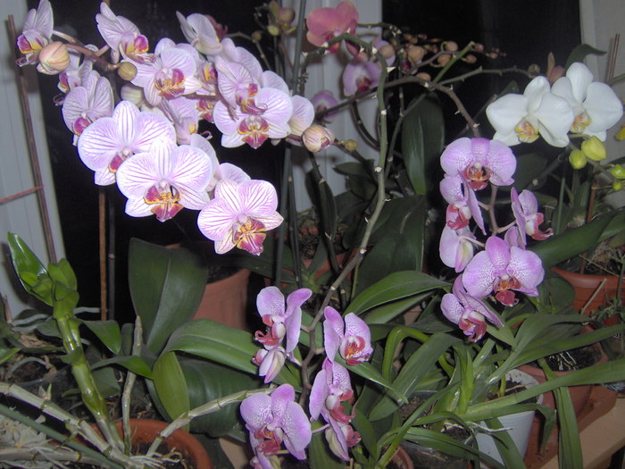 08.02.2011 031 - orhidee februarie 2011