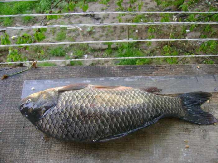 DSC07611 - la pescuit pe hanesti