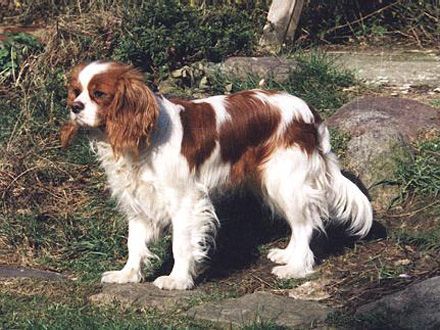 440x330_018562-cavalier-king-charles-spaniel[1] - poze cavalieri spanioli