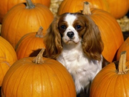 cavalier_king_charles_spaniel-t2[1] - poze cavalieri spanioli